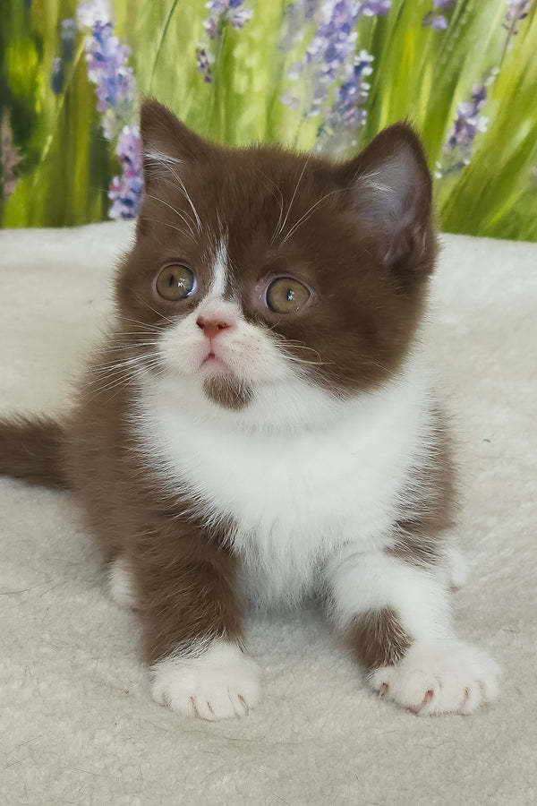 Amathus | British Shorthair Kitten