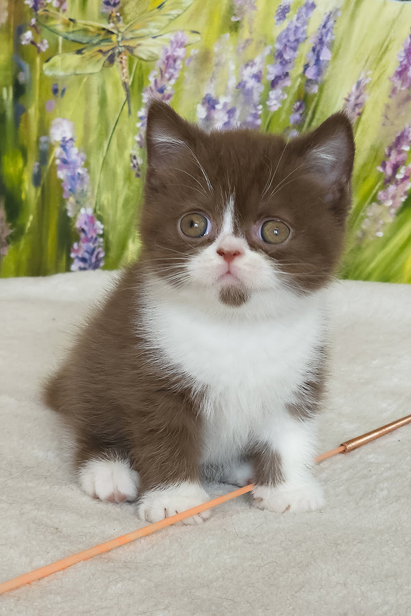 Amathus | British Shorthair Kitten