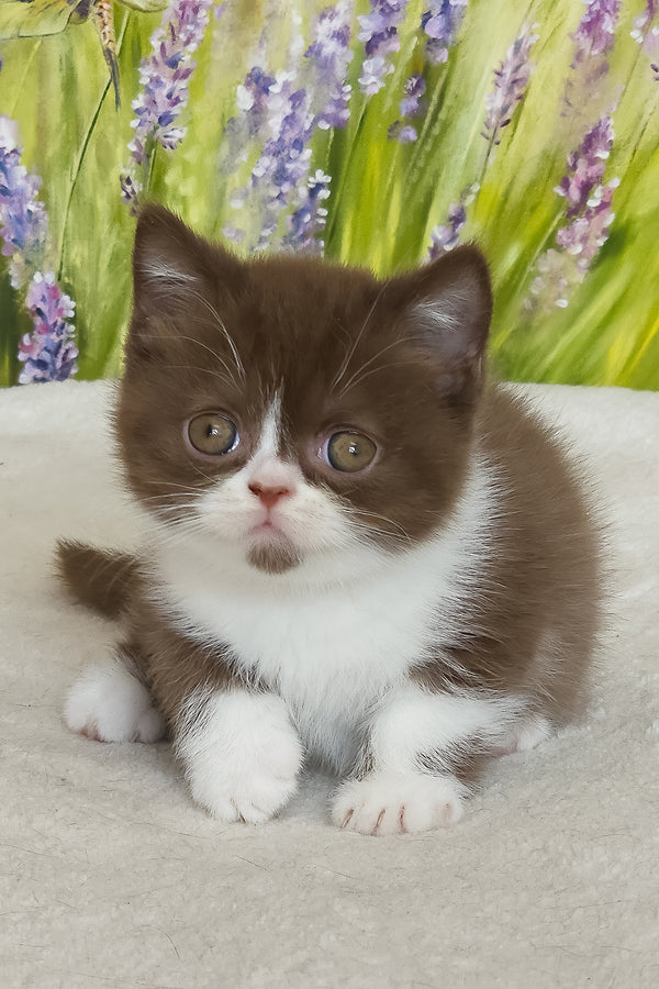 Amathus | British Shorthair Kitten