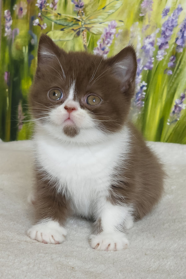 Amathus | British Shorthair Kitten