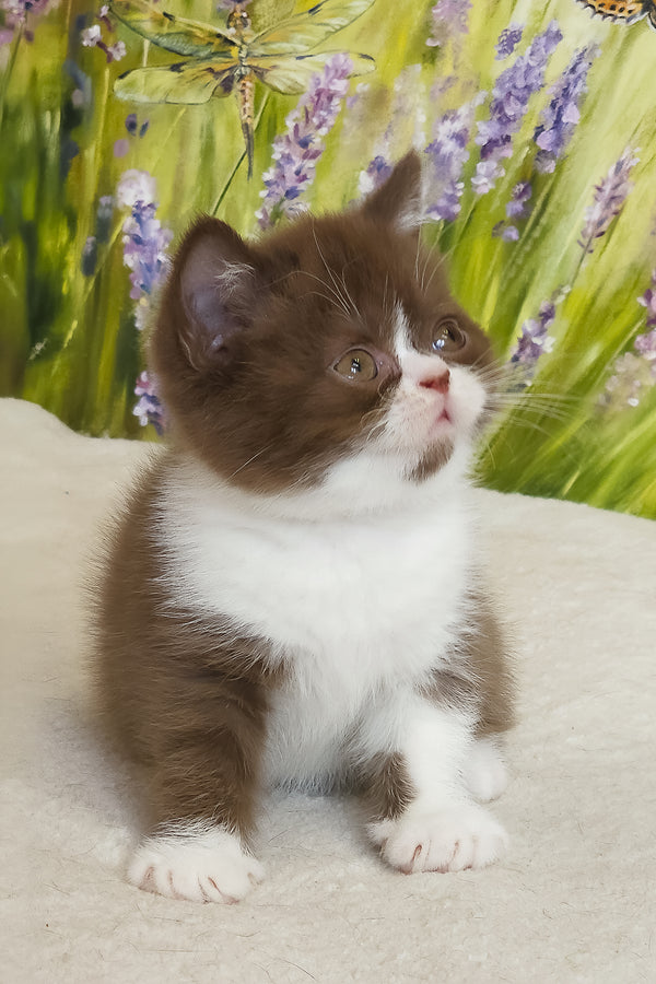 Amathus | British Shorthair Kitten