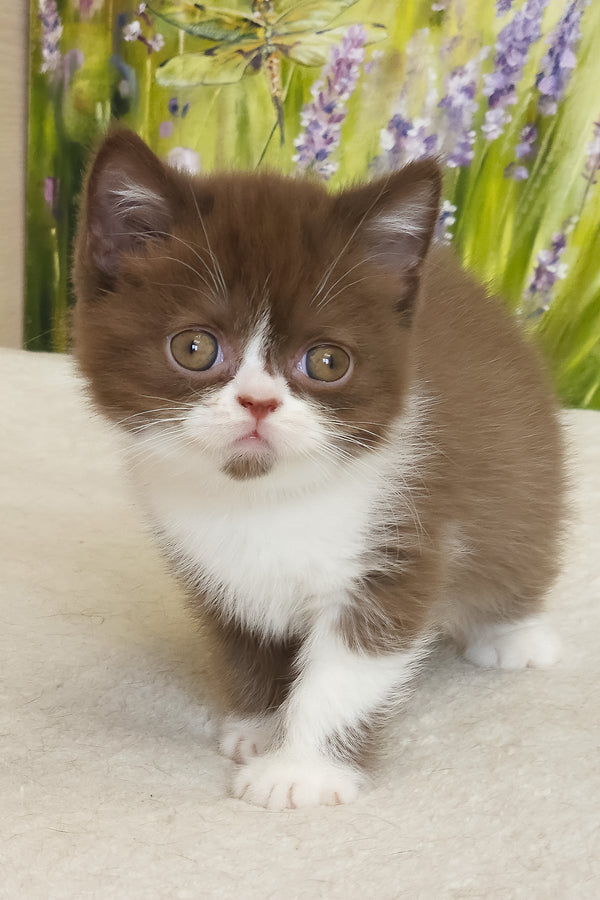 Amathus | British Shorthair Kitten