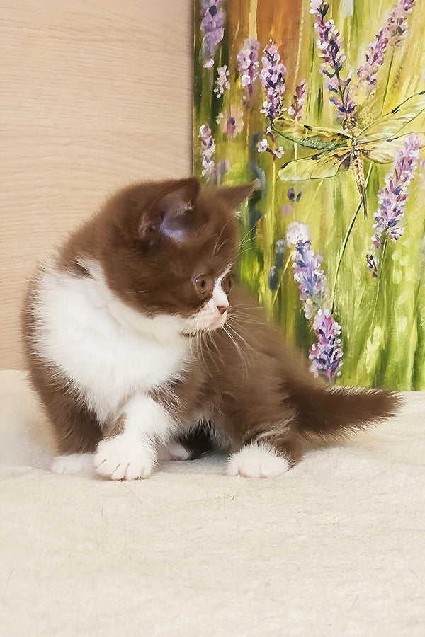 Amathus | British Shorthair Kitten