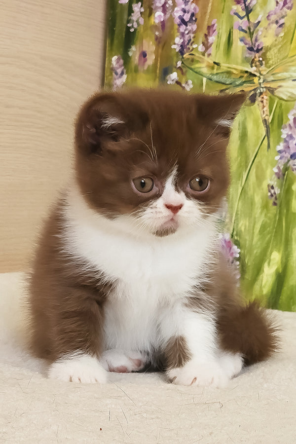 Amathus | British Shorthair Kitten