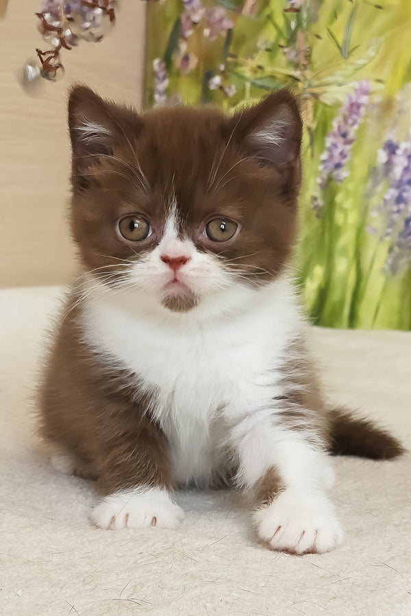 Amathus | British Shorthair Kitten