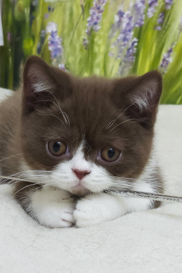 Amathus | British Shorthair Kitten