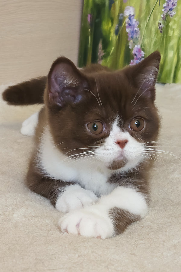 Amathus | British Shorthair Kitten