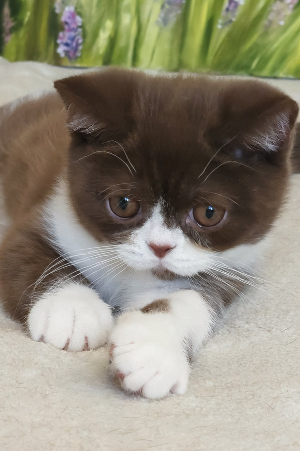 Amathus | British Shorthair Kitten