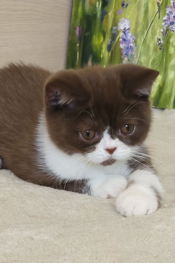 Amathus | British Shorthair Kitten