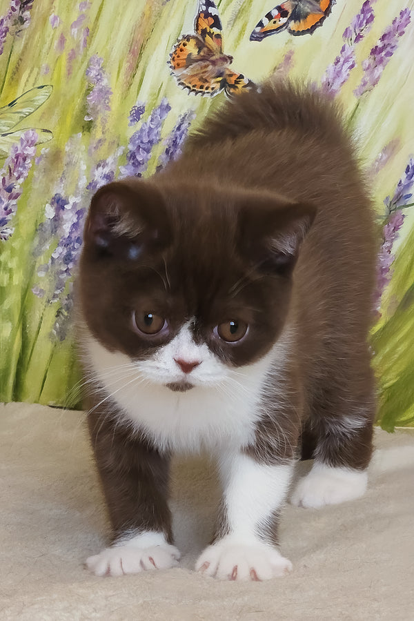Amathus | British Shorthair Kitten