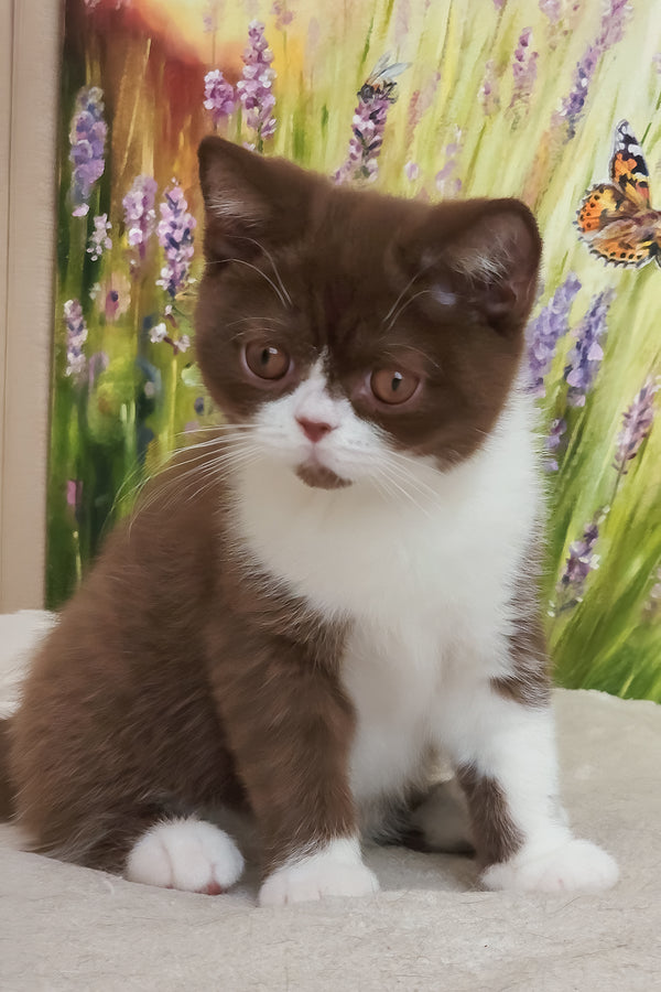 Amathus | British Shorthair Kitten