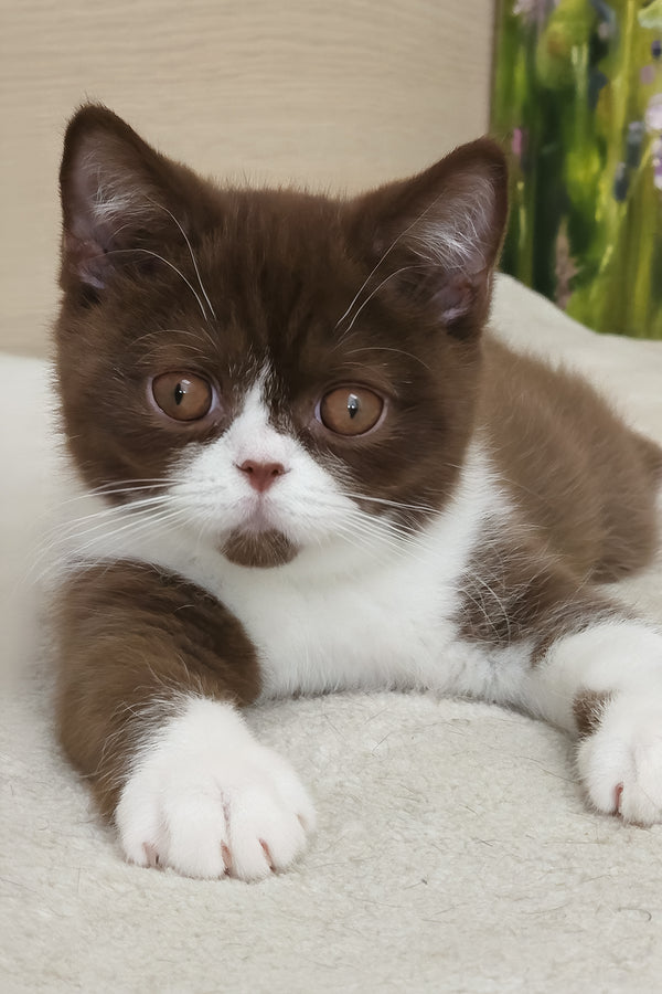 Amathus | British Shorthair Kitten