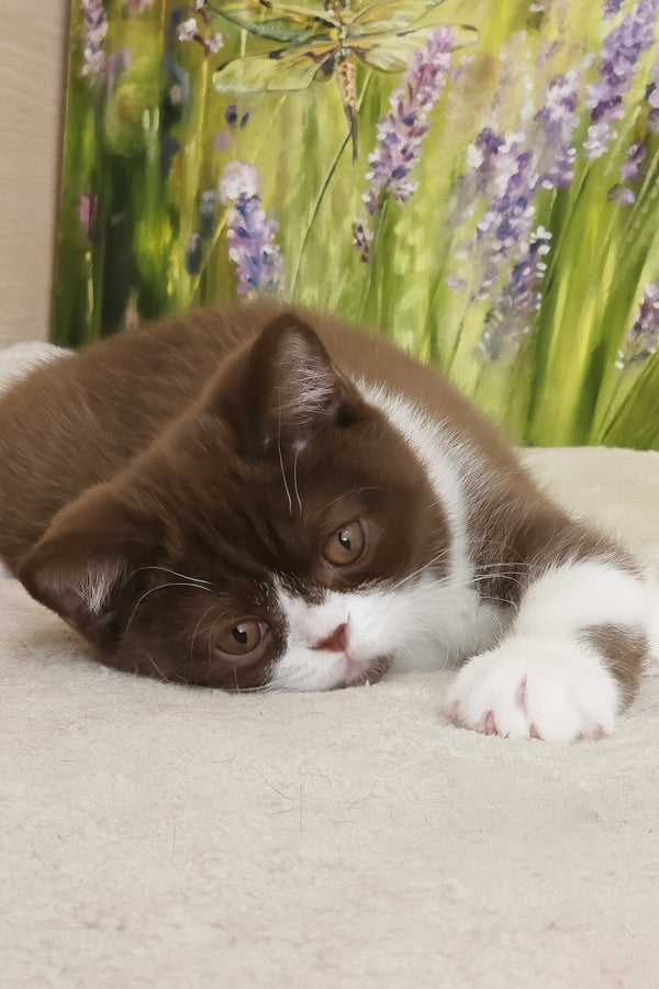 Amathus | British Shorthair Kitten