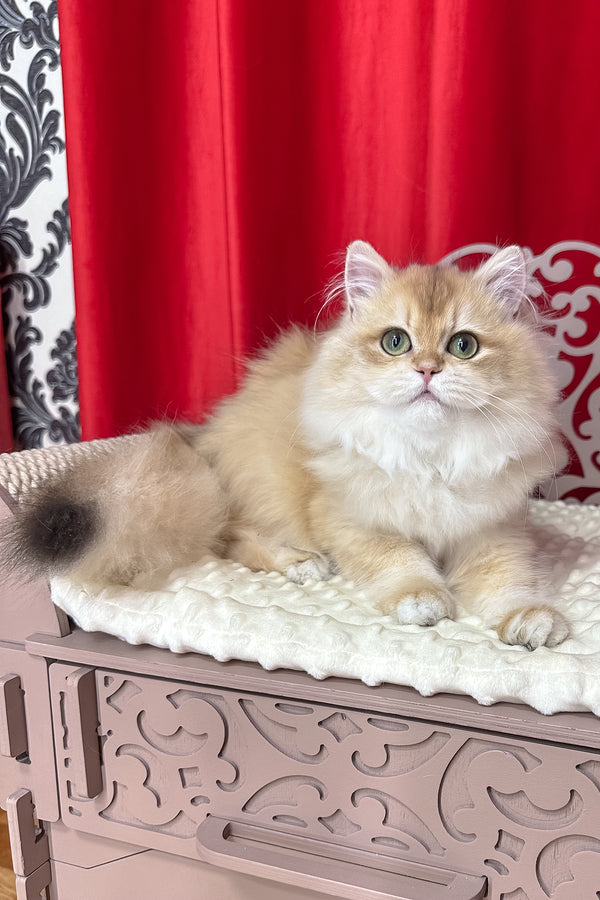 A british longhair kitten named amina with cream fur and green eyes sitting on an ornate pink bench with a comprehensive health guarantee