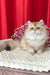 Amina | British Longhair Kitten
