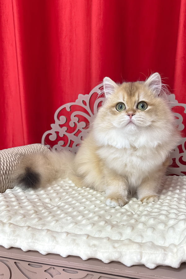 Amina british longhair kitten with fluffy black golden shell fur and green eyes sitting on a white cushion with health guarantee