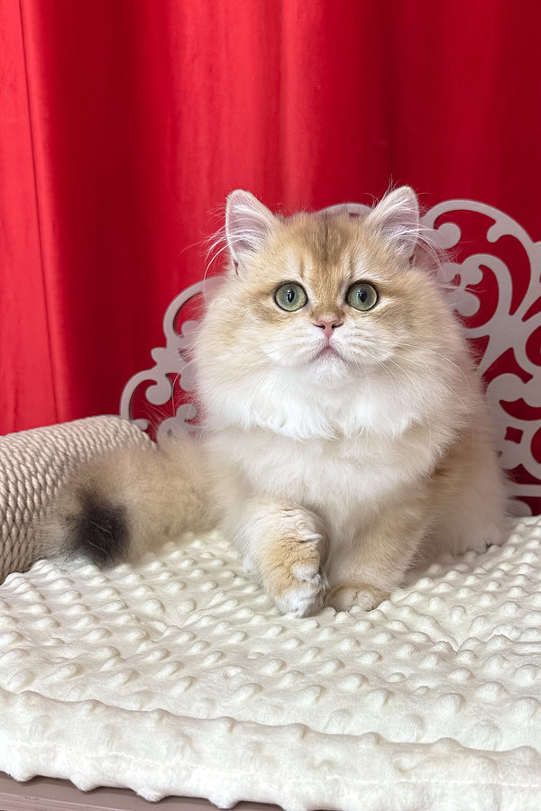 Amina british longhair kitten with fluffy black golden shell fur and green eyes sitting on cream cushion with health guarantee