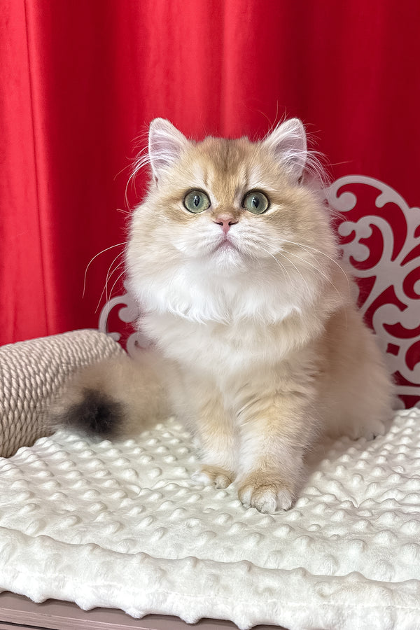 Amina british longhair kitten with fluffy golden fur green eyes and white chest sitting on textured white cushion with health guarantee