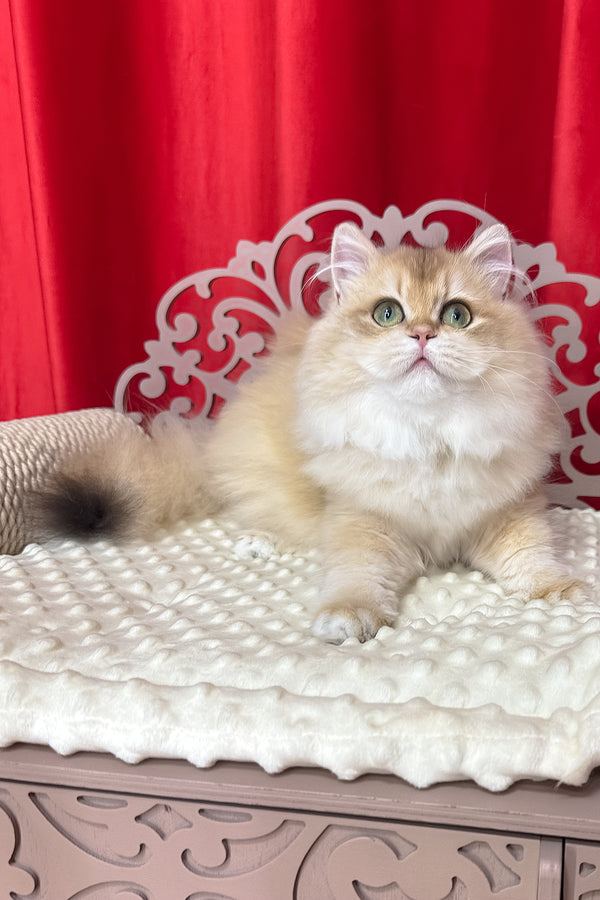 Amina british longhair kitten with fluffy cream coat and striking green eyes backed by a comprehensive health guarantee