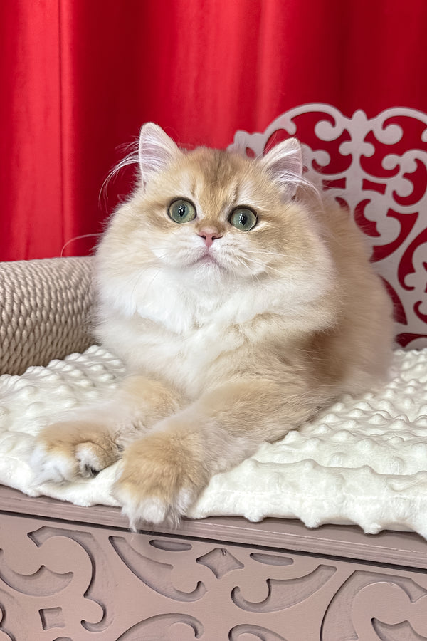 Amina | British Longhair Kitten