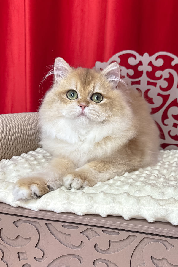 Amina british longhair kitten with fluffy black golden shell fur and green eyes lounging on a white cushion with health guarantee