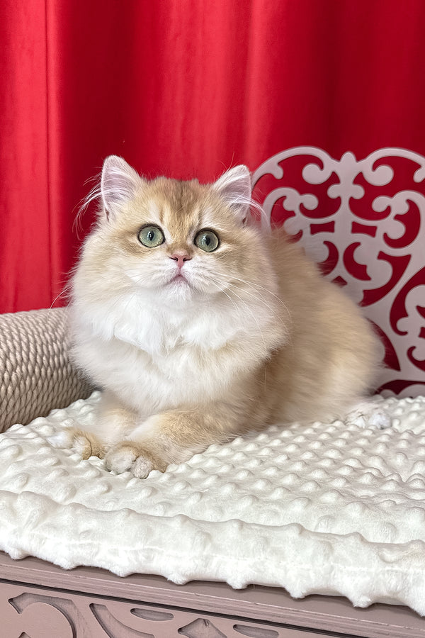 Amina british longhair kitten cream-colored with green eyes lounging on white cushion black golden shell health guarantee