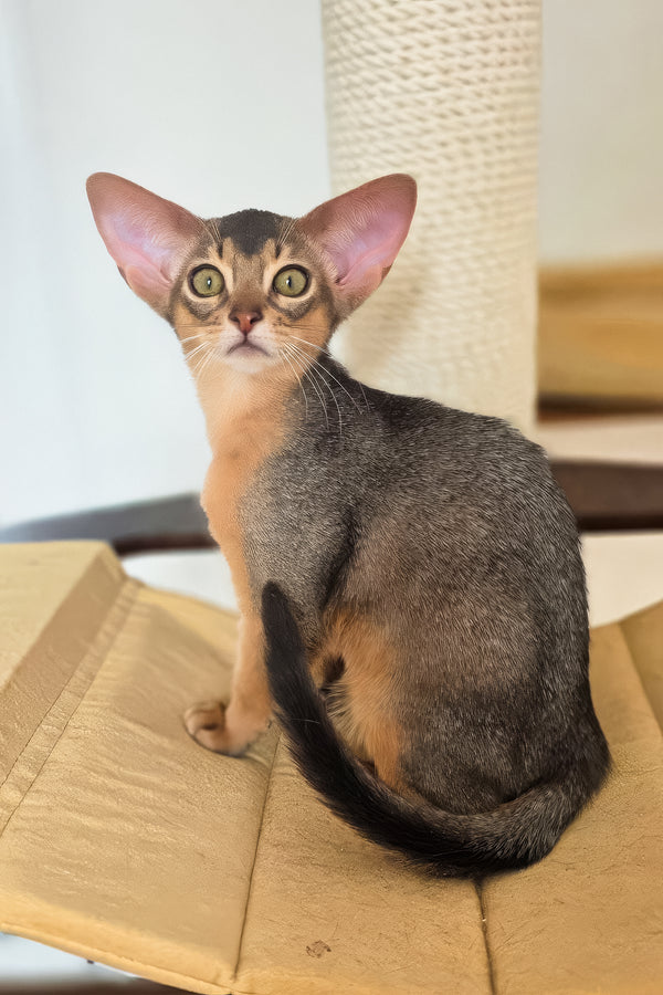 Amira | Abyssinian Kitten