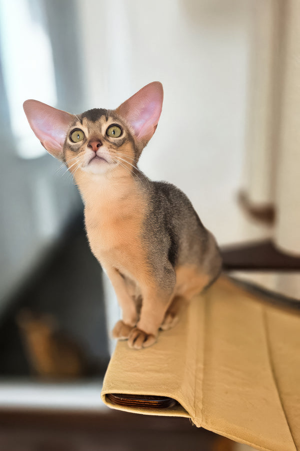 Amira | Abyssinian Kitten