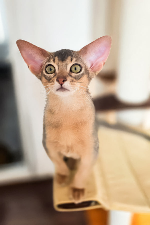 Amira | Abyssinian Kitten