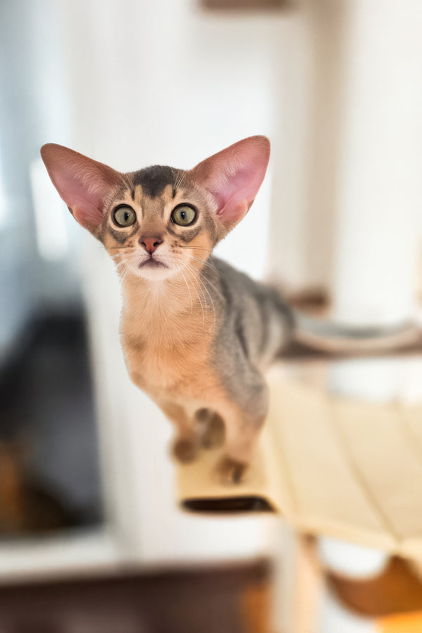 Amira | Abyssinian Kitten