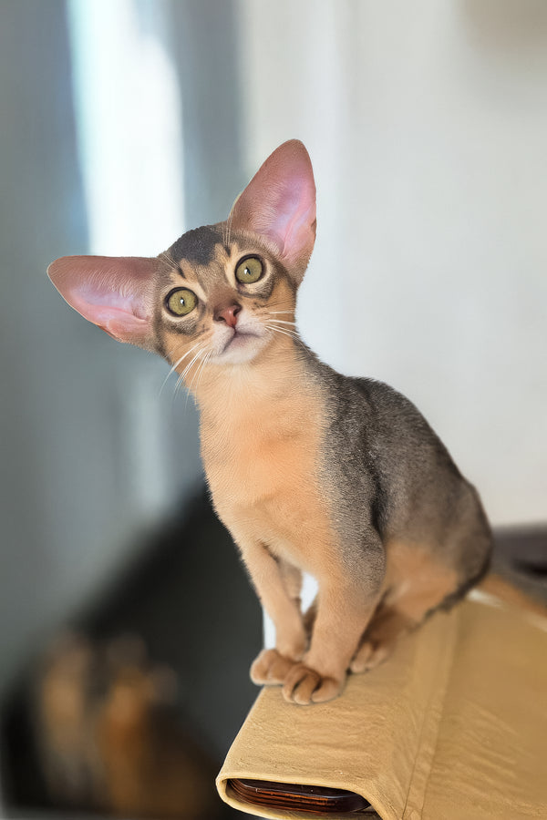 Amira | Abyssinian Kitten