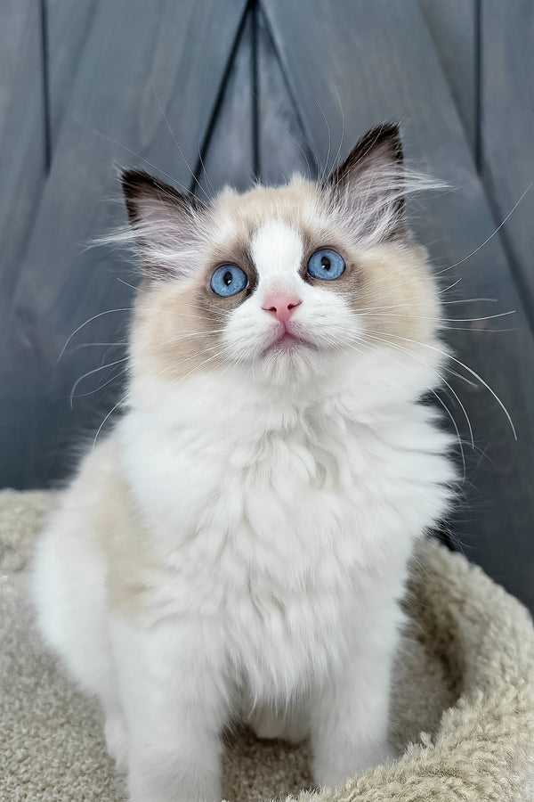 Ammar | Ragdoll Kitten