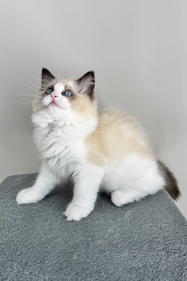 Ammar | Ragdoll Kitten