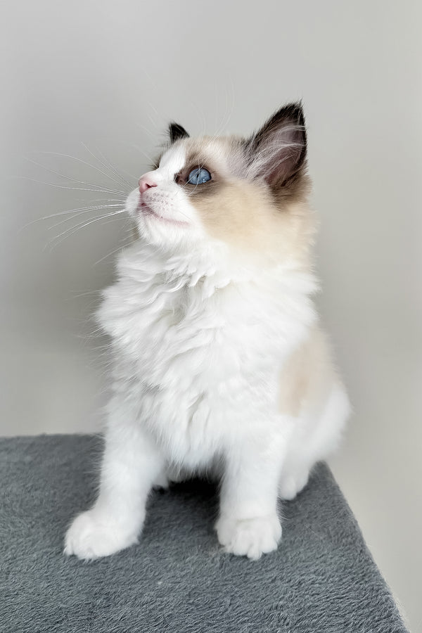 Ammar | Ragdoll Kitten