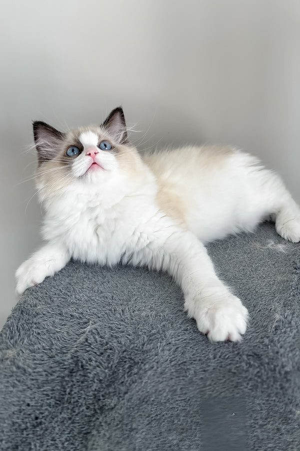 Ammar | Ragdoll Kitten