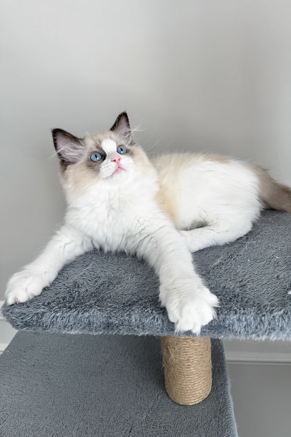 Ammar | Ragdoll Kitten