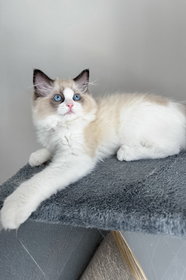 Ammar | Ragdoll Kitten