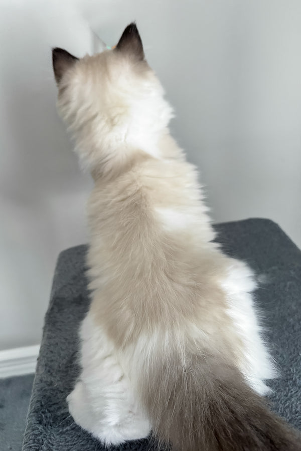 Ammar | Ragdoll Kitten