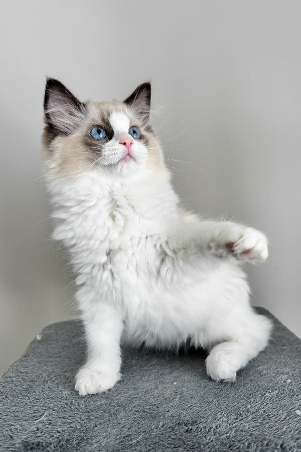 Ammar | Ragdoll Kitten