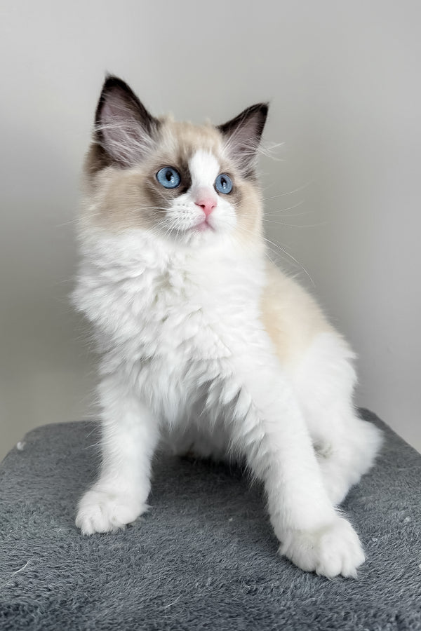 Ammar | Ragdoll Kitten