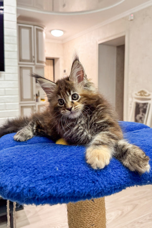 Amrika | Maine Coon Kitten