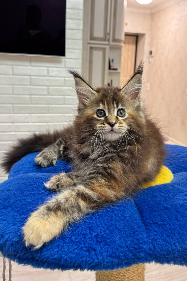 Amrika | Maine Coon Kitten