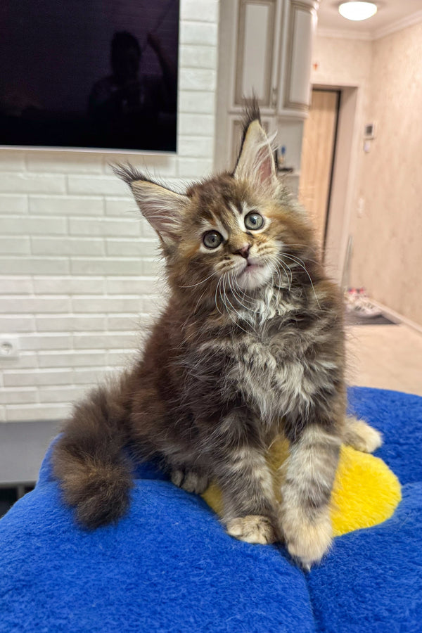 Amrika | Maine Coon Kitten