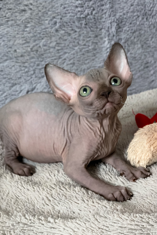 Amun-ra | Canadian Sphynx Kitten
