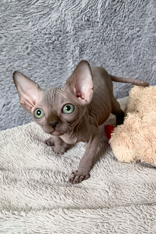 Amun-ra | Canadian Sphynx Kitten