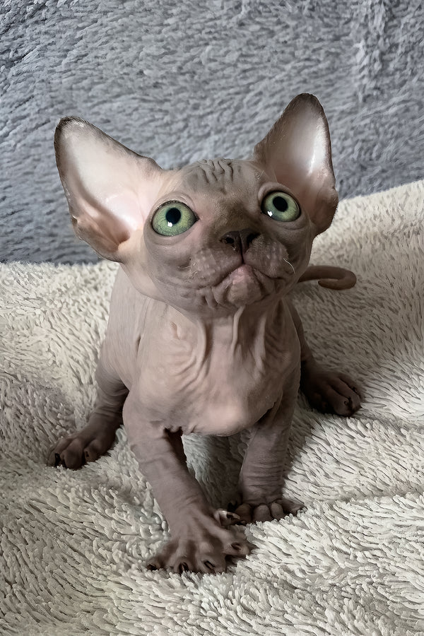 Amun-ra | Canadian Sphynx Kitten