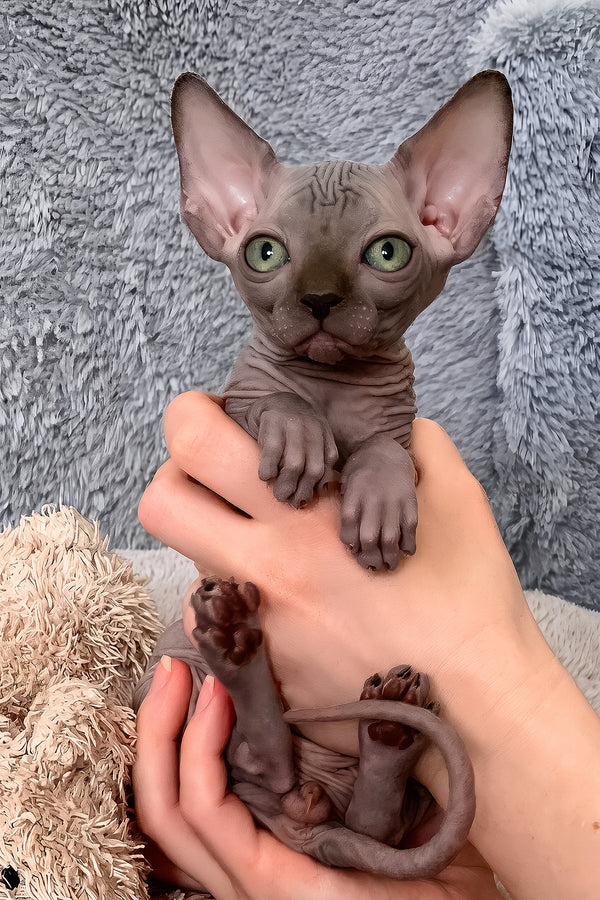 Amun-ra | Canadian Sphynx Kitten