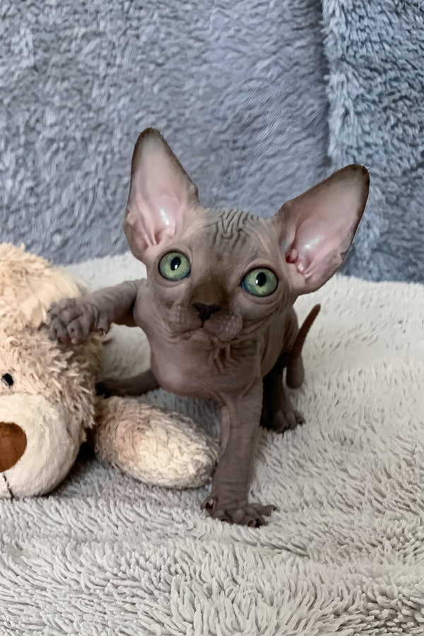 Amun-ra | Canadian Sphynx Kitten