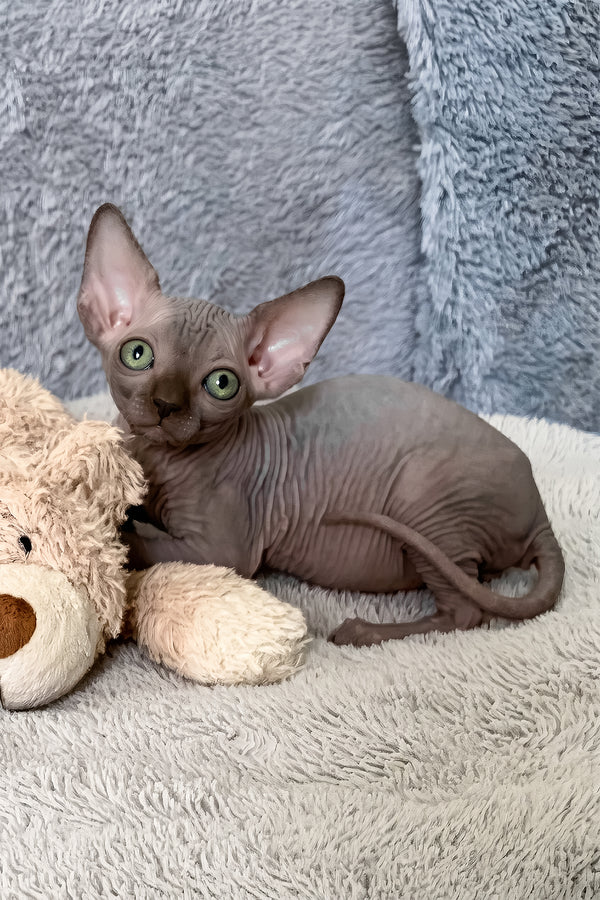 Amun-ra | Canadian Sphynx Kitten