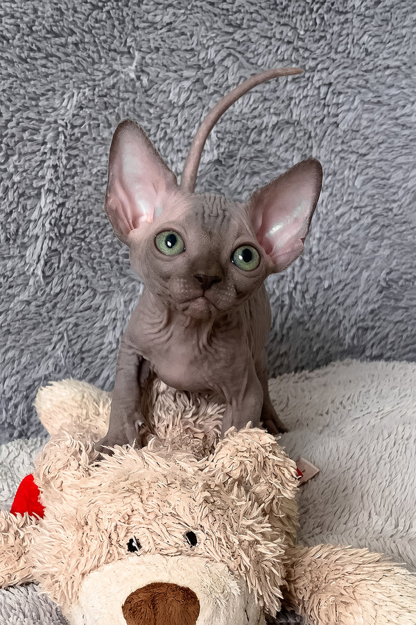 Amun-ra | Canadian Sphynx Kitten
